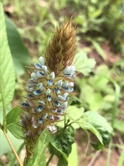 Uraria lagopus lagopus