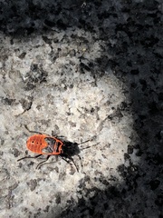 Pyrrhocoris apterus