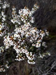 Thryptomene ericaea