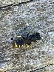 Ectemnius lapidarius