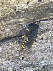 Ectemnius lapidarius