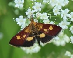 Pyrausta falcatalis