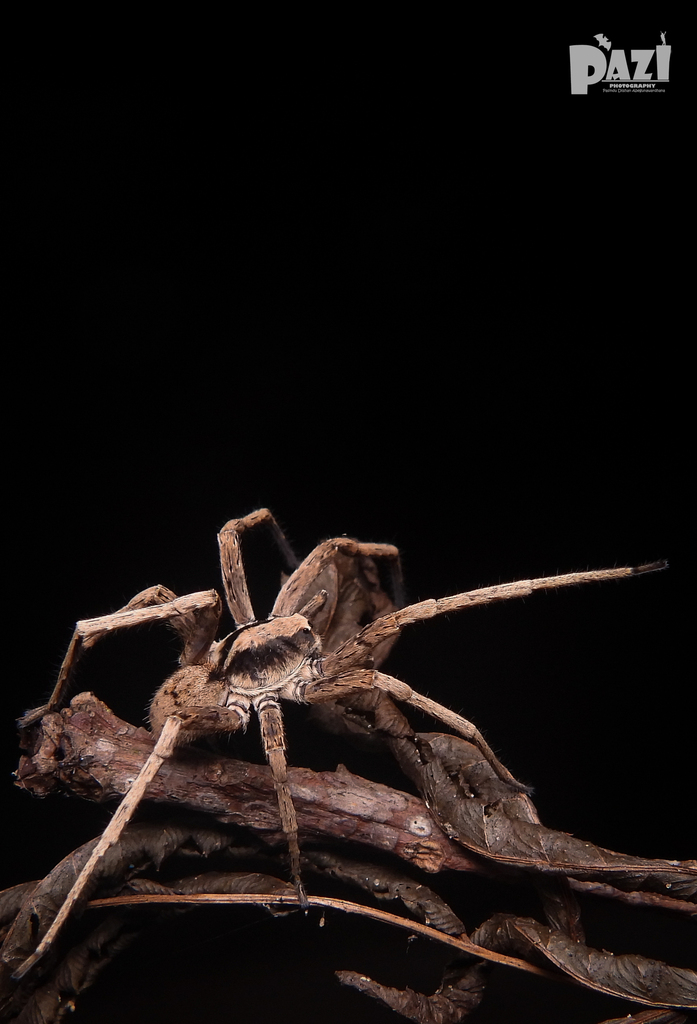 Bowie ceylonensis