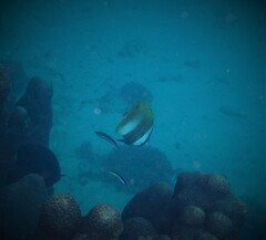 Coradion chrysozonus