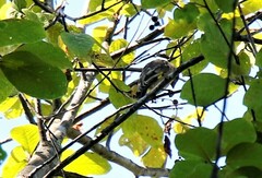 Chloris sinica kawarahiba