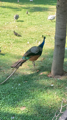Pavo cristatus