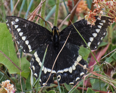 Papilio indra