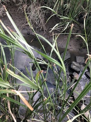 Cyperus malaccensis malaccensis