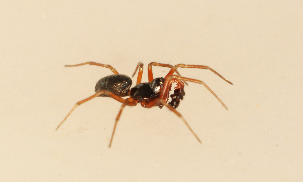 Post dwarf weaver from m rbyl nga sverige on february 27 2021 at 12 