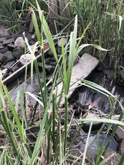 Cyperus malaccensis malaccensis