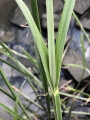 Cyperus malaccensis malaccensis