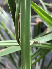 Cyperus malaccensis malaccensis