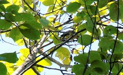 Chloris sinica kawarahiba