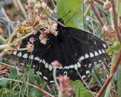 Papilio indra