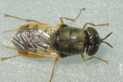 Odontomyia virgo