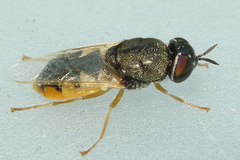Odontomyia virgo