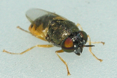 Odontomyia virgo