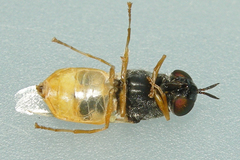 Odontomyia virgo