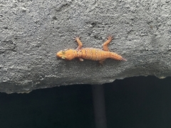 Hemidactylus triedrus