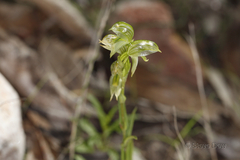 Pterostylis flavovirens