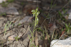 Pterostylis flavovirens