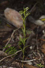 Pterostylis flavovirens