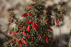 Stenanthera conostephioides