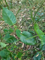 Vincetoxicum polyanthum