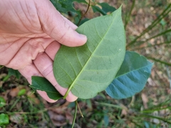 Vincetoxicum polyanthum