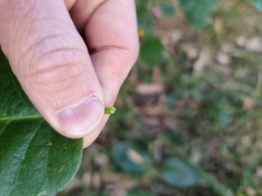 Vincetoxicum polyanthum