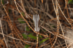 Pterostylis dolichochila