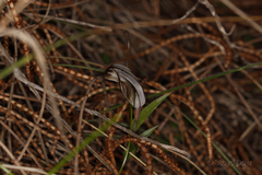 Pterostylis dolichochila