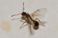 Myrmica rubra