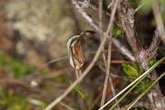 Pterostylis dolichochila