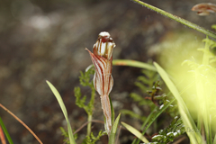 Pterostylis dolichochila