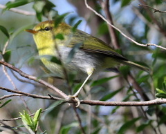 Phylloscopus ruficapilla voelckeri