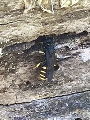 Ectemnius lapidarius