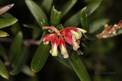 Grevillea aspera