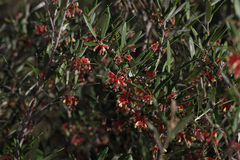 Grevillea aspera