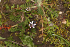 Spilostethus pacificus