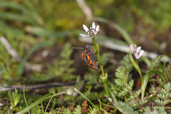 Spilostethus pacificus