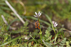 Spilostethus pacificus