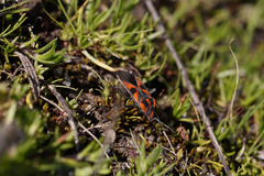 Spilostethus pacificus