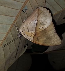 Archaeoprepona amphimachus