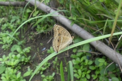 Junonia almana almana
