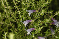 Prostanthera serpyllifolia microphylla