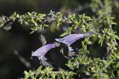 Prostanthera serpyllifolia microphylla