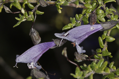Prostanthera serpyllifolia microphylla