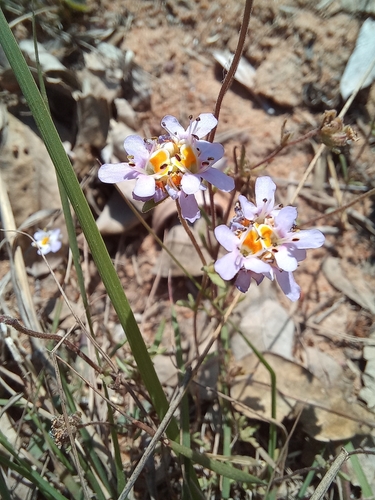Image of Melanospermum foliosum by no rights reserved
