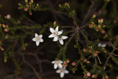 Philotheca angustifolia